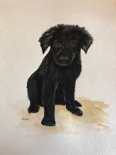 The Black Pup!
Private Collection