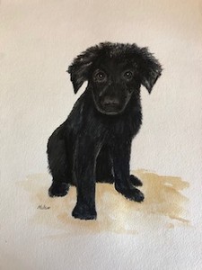 <b>The Black Pup!</b><br />Private Collection